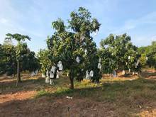 Hình ảnh Đất vườn cây ăn trái 9000 m2 giá 2 tỷ . Hàm tân. Bình thuận