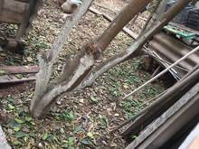 Hình ảnh Cần bán ô đất thổ cư thôn Hậu Ái, Vân Canh, Hoài Đức, Hà Nội