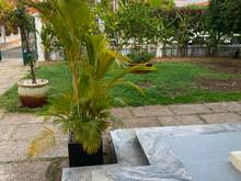 Hình ảnh 🔰 Villa trần não Bình An Quận 2 sân vườn hồ bơi 650m2🔷 MS:6318-1429