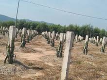 Hình ảnh Bán 8.6 sào đất cổng KCN Tân Đức, Hàm Tân giá mềm
