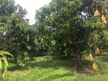 Hình ảnh Chủ nhà kẹt tiền nên cần bán nhanh lô đất 1000m2 giá 545tr, SHR ở ĐN.