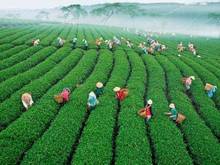 Hình ảnh Bán 1 nền đối diện đồi chè Tâm Châu, Sổ hồng sẳn. Ngân hàng cho vay