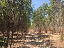 Hình ảnh Bán 8 sào đất Tân Bình, thị xã LaGi giá gốc