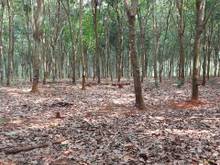 Hình ảnh Bán 900/1,6 ha Cao Su . Long Hà Phú Riềng BP. Đường vào tận vườn