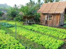 Hình ảnh Đất vườn Củ Chi Papa Farm 2 Riverside