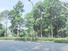 Hình ảnh Mặt tiền căn góc (12 x 16 ) Bạch Đằng, phường 2 , Tân Bình,giá 37 tỷ .