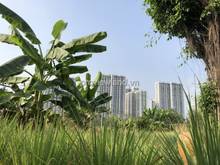 Hình ảnh Bán biệt thự vườn Quận 9, Long Thạnh Mỹ, 708m2, sổ hồng, giá 33 tỷ