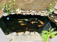 Hình ảnh Duy nhất còn sót lại một căn Phú Mỹ nhà phố đường lớn, 6x21m 3 lầu, DT