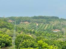Hình ảnh Bán vườn quýt sát ecofarm LANGA, ngay UBND xã, 585 TRIỆU