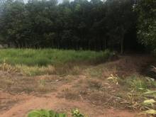 Hình ảnh Đất 2 mẫu 8. Gần trang trại medi farm giá 4 tỷ