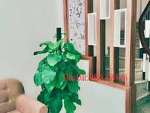 Hình ảnh Nhà đẹp Xuân Đỉnh muốn bán – 35m2 – chỉ 3,2 tỷ - hàng hiếm bay nhanh