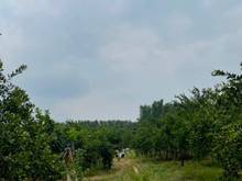 Hình ảnh Bán vuờn quýt cạnh La Ngà Farmstay