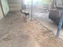 Hình ảnh Kho xưởng 2 mặt tiền 1/ Hà Huy Giáp, Quận 12. DT: 8×18m