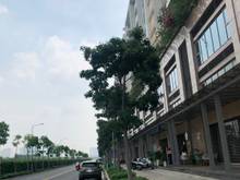 Hình ảnh Cho thuê ngay sàn hoàn thiện khu Sarina DTSD 3 sàn là 228m2- 74tr/th