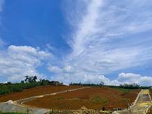 Hình ảnh Đất nghỉ dưỡng Lâm Đồng - View đồi chè