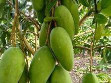 Hình ảnh Kẹt tiền bán gấp lô đất vườn Xoài, 1 sào 2, sổ riêng, chính chủ