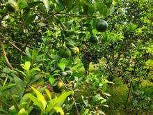 Hình ảnh Bán vườn quýt có nhà cấp 3 gian gần KDL Ecofarm