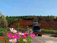Hình ảnh Đất nghỉ dưỡng Lâm Đồng - view đồi chè