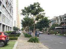 Hình ảnh Cho thuê shop căn góc dt 438m2 tòa M5 chung cư Midtown, Phú Mỹ Hưng