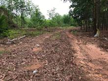 Hình ảnh Đất 5,5 mẫu.Suối Bang Bình Thuận giá 8 tỷ 5