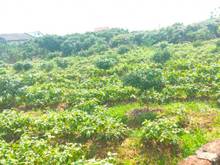Hình ảnh Bán Vườn 15000m2,mt 130m. thổ cư 1200m2. ô tô vào nhà. giá 4.5tỷ