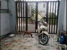 Hình ảnh Chuyển công tác bán nhanh nhà riêng trệt lửng Bông Sao P5 Quận 8