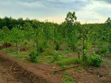 Hình ảnh 03 lô Fo : Ấp Hiệp Thành ,Lộc Ninh, Bình Phước ,SHR ,.