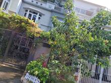 Hình ảnh Cho thuê gấp biệt thự vườn khu Phú Mỹ Hưng DT 7x18m, 1 trệt 2 lầu.