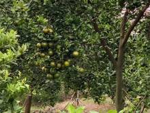 Hình ảnh Đất vườn trồng bưởi và quýt Định Quán, Đồng Nai