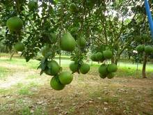 Hình ảnh Cần Bán lô đất sào 1001m2 ở xã Phước Bình, Long Thành, Đồng Nai.