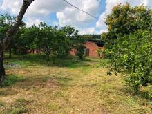 Hình ảnh Vườn cây ăn trái ngay KDL LaNga eco farm, Định Quán, ĐN