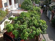 Hình ảnh Nhà Đẹp, HXH, Đường Trần Qúy Cáp - Bình Thạnh, 69M. Chỉ 7 Tỷ