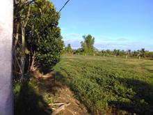 Hình ảnh Bán Đất trồng cây gần sông 3000m2 ,Ninh Thuận,Ninh Sơn, view sông ĐN
