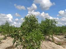 Hình ảnh Bán 2 hecta đất Sơn Mỹ, Hàm Tân giá ngộp