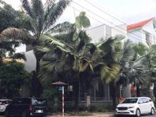 Hình ảnh Cho thuê Biệt thự Nam Quang đường Lý Long Tường, Nguyễn Bính, Quận 7