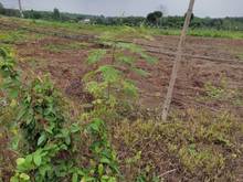 Hình ảnh Bán lô đất vườn chính chủ ở thanh phú bình phước 1000m2 179t.r.