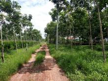 Hình ảnh Bán 1,1ha 2 mặt tiền, Minh Thạnh, Dầu Tiếng, Bình Dương, SHR, giá 5 tỷ