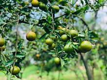 Hình ảnh Bán đất sào đang trồng bưởi TT La Ngà, Định Quán, Đồng Nai