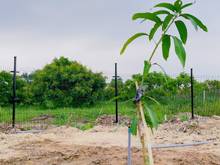 Hình ảnh Tôi bán 1 sào đất vườn trái cây Bình Châu Xuyên mộc, đã có sổ hồng