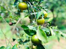 Hình ảnh Chính chủ cần bán đất tại KDL LaNga Ecofarm