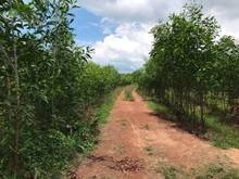 Hình ảnh Cần bán lô đất 7 héc 6 ( 76000 m2 ) Xã Tân Thắng , Hàm tân bình thuận
