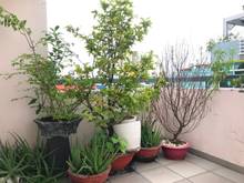 Hình ảnh Bán nhà mặt tiền Nghĩa Phát,P.6,Q.TB,4.02x18.4m,1 trệt,2 lầu, 13.5 tỷ