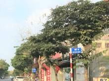 Hình ảnh Bán lô đất kinh doanh ở mặt phố Cửu Việt 1 giá hấp dẫn hướng Đông Bắc
