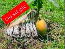 Hình ảnh Lô 100 m2 dự án Dương Húc Đại Đồng nhìn vườn hoa