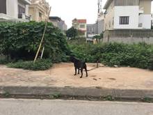 Hình ảnh Cần bán cực gấp 54m khu 31ha Trâu Quỳ có thể làm văn phòng