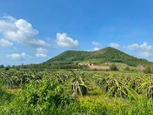Hình ảnh Bán 2.6 hecta đất Tân Tiến, thị xã LaGi giá rẻ view Hồ Núi Đất