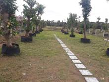 Hình ảnh Chính chủ bán 1.300M đất có nhà và vườn cây, ĐƯỜNG OTÔ, SHR