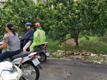 Hình ảnh Bán nhanh 64m2 trục chính kinh doanh tại Kim Sơn giá hợp lý.
