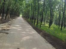 Hình ảnh Cần Bán 3,3ha cao su đang cạo,Lộc Khánh,lộc ninh.SHR 7tỷ thương lượng