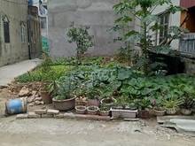 Hình ảnh Bán ĐẤT Cổ Nhuế , Lô góc , ngõ nông , oto lý thuyết , tặng GPXD 5 tầng